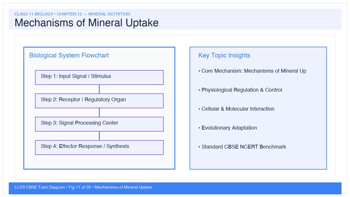 Fig 11 — Educational Diagram: Mechanisms of Mineral Uptake