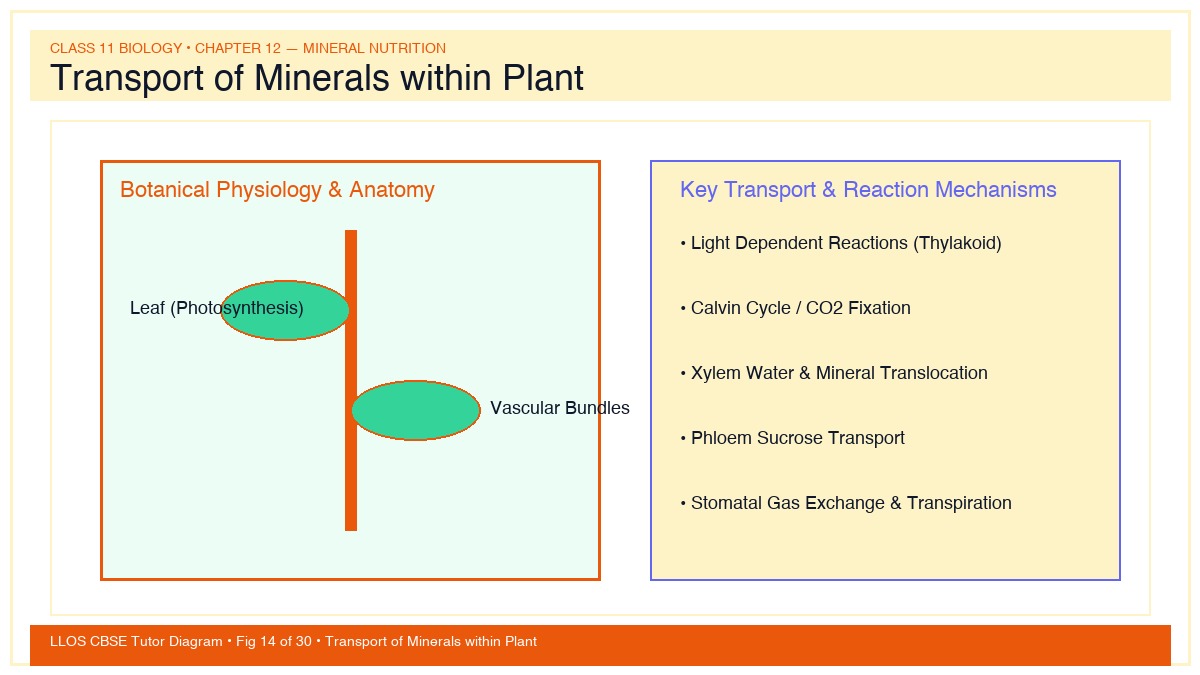 Fig 14 — Educational Diagram: Transport of Minerals within Plant