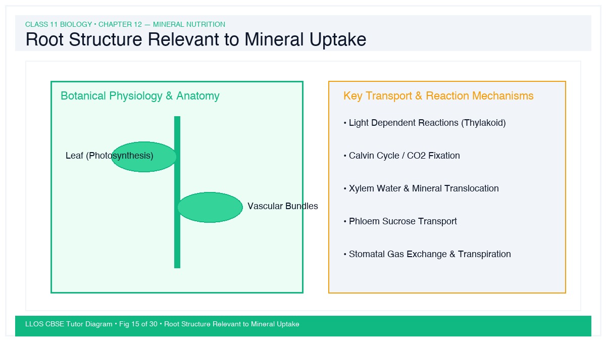 Fig 15 — Educational Diagram: Root Structure Relevant to Mineral Uptake
