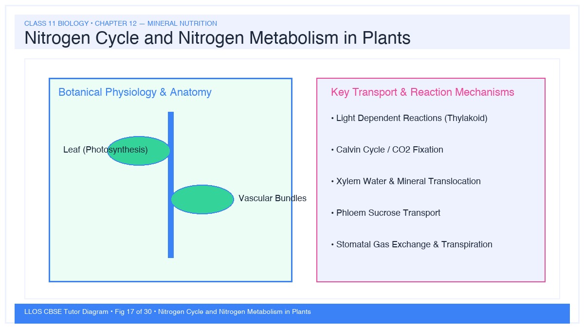Fig 17 — Educational Diagram: Nitrogen Cycle and Nitrogen Metabolism in Plants