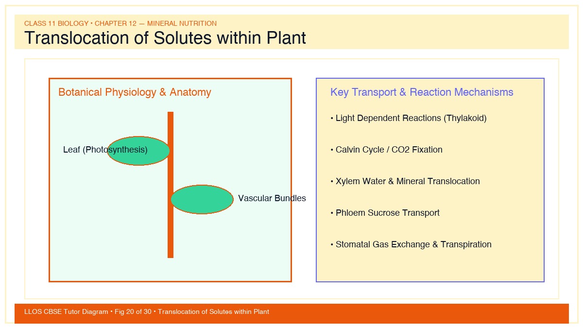 Fig 20 — Educational Diagram: Translocation of Solutes within Plant