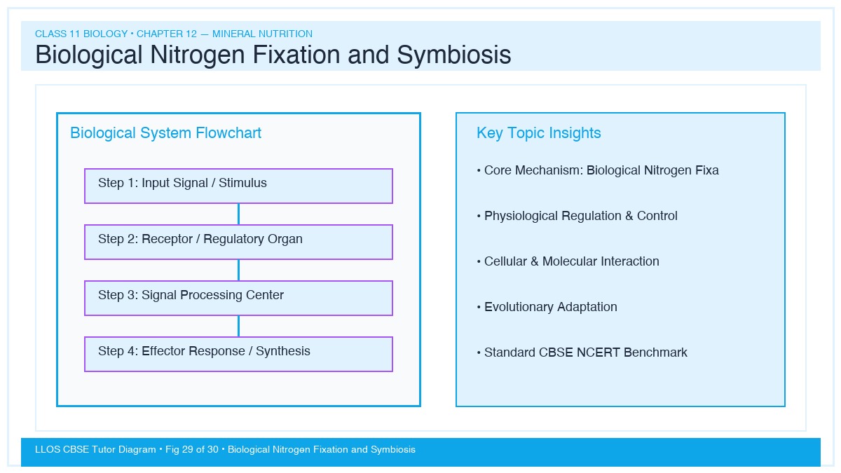 Fig 29 — Educational Diagram: Biological Nitrogen Fixation and Symbiosis