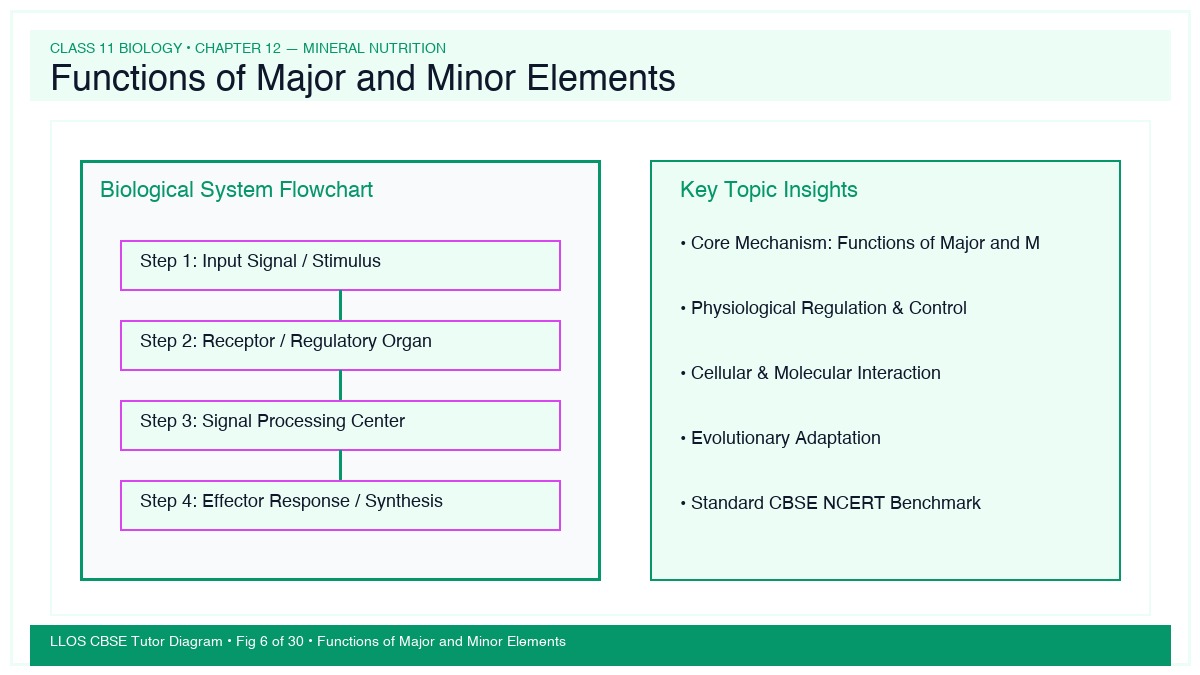 Fig 6 — Educational Diagram: Functions of Major and Minor Elements