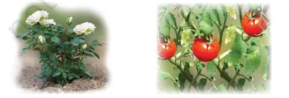 Figure from Components Of Food