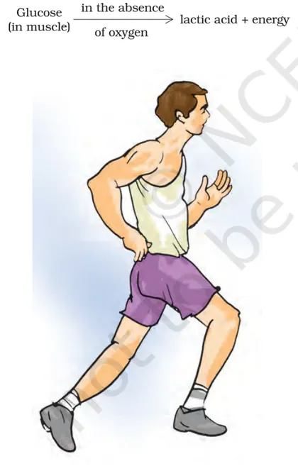 Figure from Respiration In Organisms