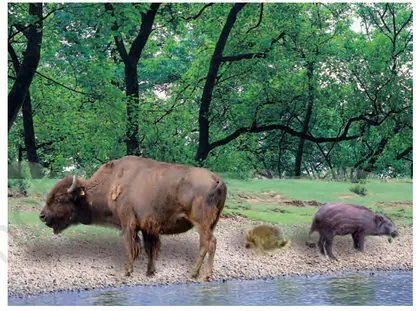 Figure from Forests Our Lifeline