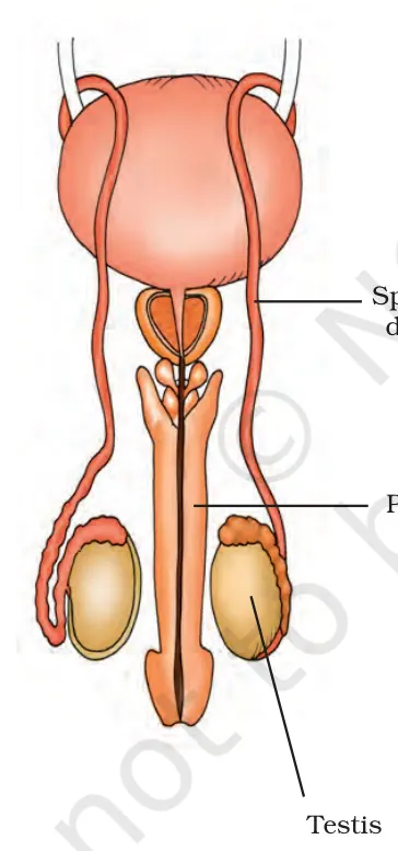 Figure from Reproduction In Animals