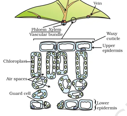 Figure from Life Processes
