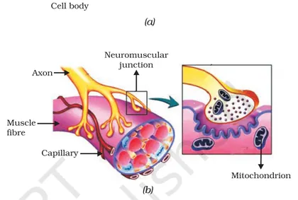 Figure from Control And Coordination