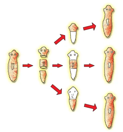 Figure from How Do Organisms Reproduce