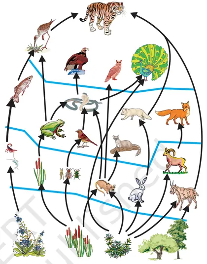 Figure from Management Of Natural Resources