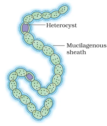 Figure from Biological Classification