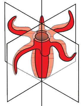 Figure from Animal Kingdom