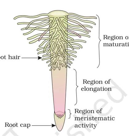 Figure from Morphology Of Flowering Plants