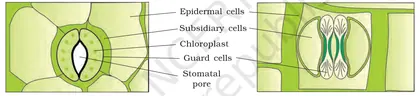 Figure from Anatomy Of Flowering Plants