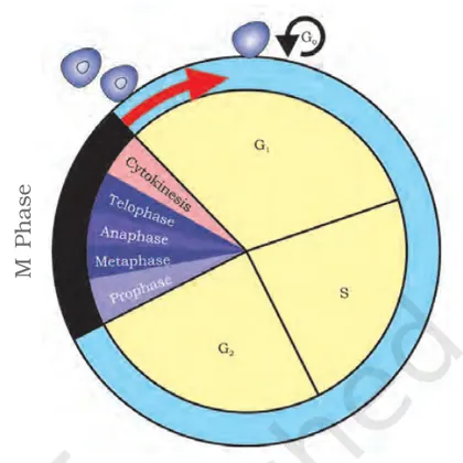 Figure from Cell Cycle And Cell Division