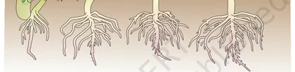 Figure from Plant Growth And Development