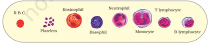 Figure from Body Fluids And Circulation