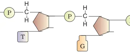 Figure from Molecular Basis Of Inheritance