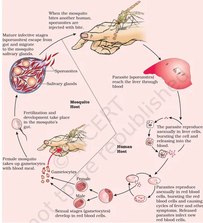 Figure from Human Health And Disease