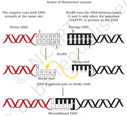 Figure from Biotechnology Principles And Processes