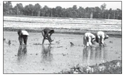 Figure from Land Resources And Agriculture